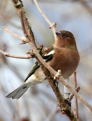 Buchfink / Common Chaffinch