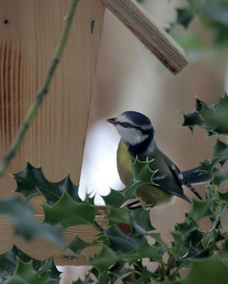 Blaumeise / Blue Tit