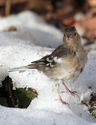 Buchfink / Common Chaffinch ?? (not sure)