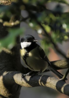 Kohlmeise / Great Tit