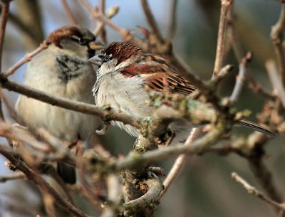 Haussperlinge/ House Sparrows