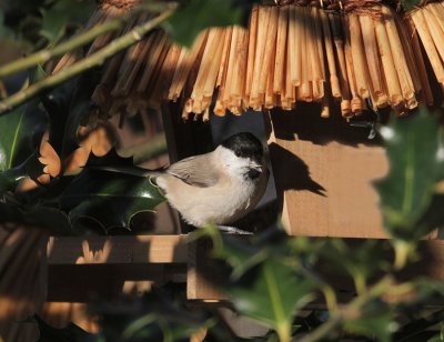 Sumpfmeise / Marsh Tit