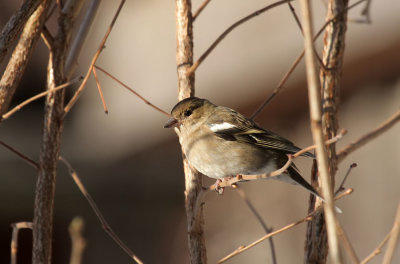 Buchfink / Common Chaffinch