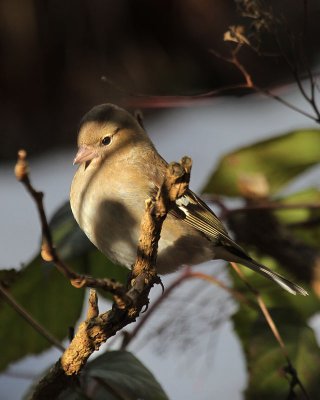 Buchfink / Common Chaffinch