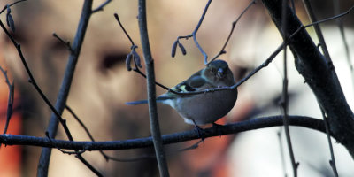 Buchfink / Common Chaffinch