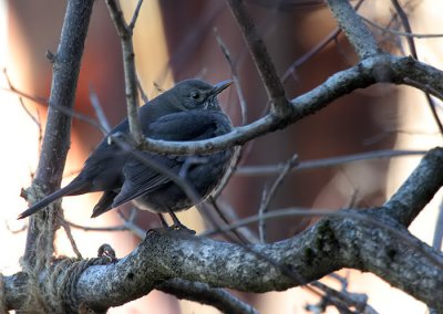 Amsel / Common Blackbird