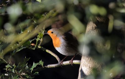 Rotkehlchen / Robin