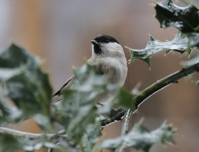 Sumpfmeise / Marsh Tit