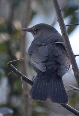 Amsel / Common Blackbird