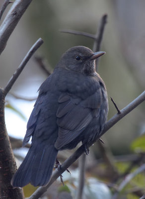 Amsel / Common Blackbird