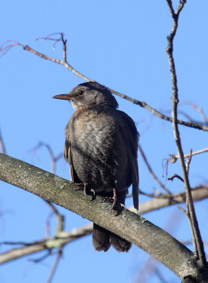 Amsel / Common Blackbird