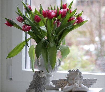 Tulips