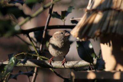 Haussperling/ House Sparrow