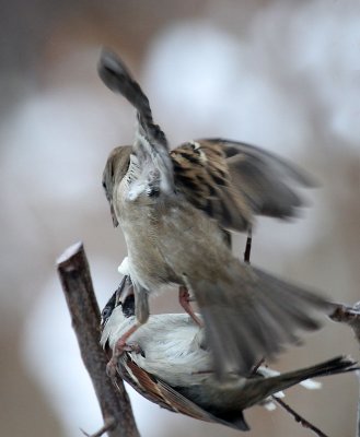 Haussperlinge/ House Sparrows