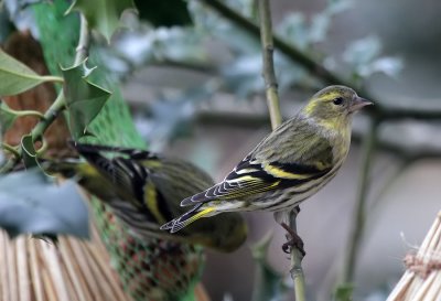  Erlenzeisige / (Eurasian) Siskins