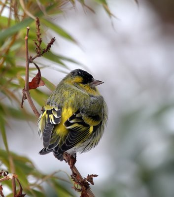  Erlenzeisig / (Eurasian) Siskin