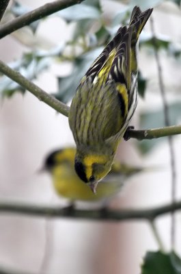  Erlenzeisig / (Eurasian) Siskin