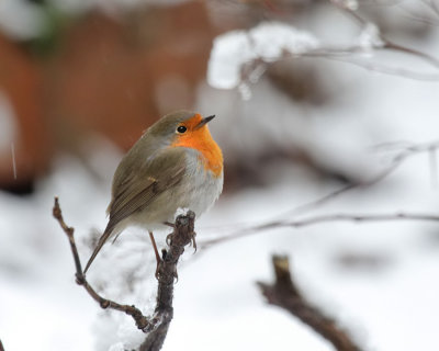 Rotkehlchen / Robin