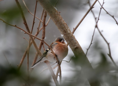 Buchfink / Common Chaffinch