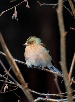 Buchfink / Common Chaffinch