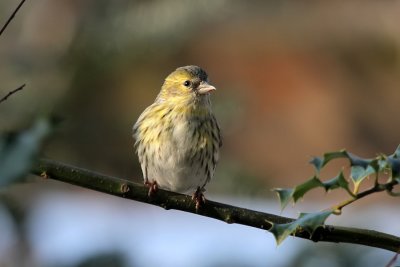  Erlenzeisig / (Eurasian) Siskin