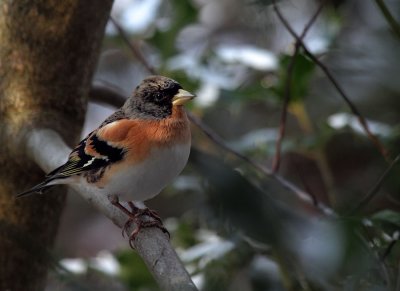 Bergfink/Brambling