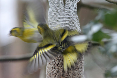 Erlenzeisige/ (Eurasian) Siskins