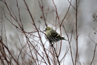 Erlenzeisig / (Eurasian) Siskin