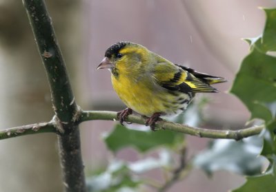 Erlenzeisig / (Eurasian) Siskin