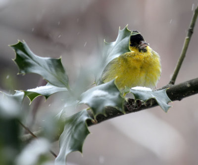 Erlenzeisig / (Eurasian) Siskin