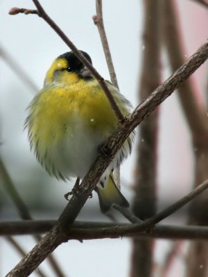 Erlenzeisig / (Eurasian) Siskin