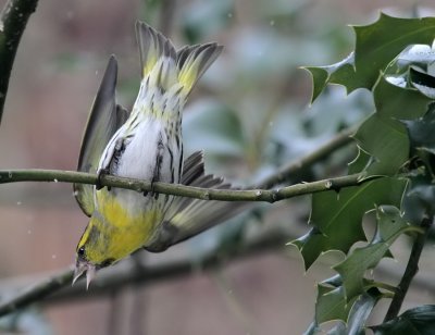 Erlenzeisig / (Eurasian) Siskin