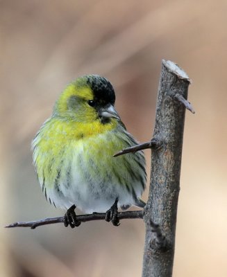 Erlenzeisig / (Eurasian) Siskin