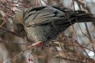 Amsel / Common Blackbird