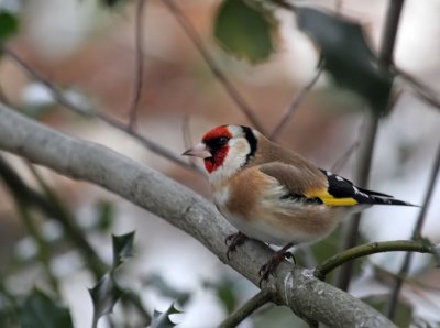 Distelfink / European Goldfinch