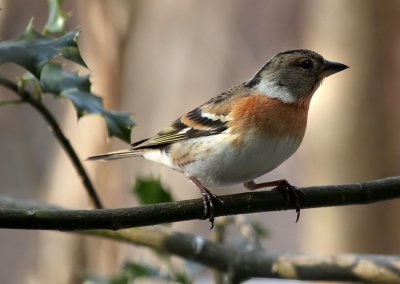 Bergfink/Brambling