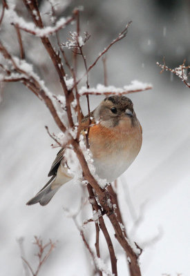 Bergfink/Brambling