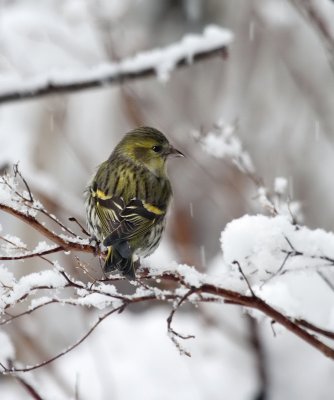 Erlenzeisig / (Eurasian) Siskin