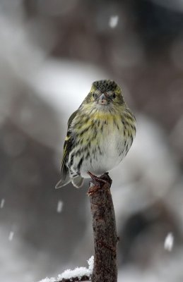 Erlenzeisig / (Eurasian) Siskin