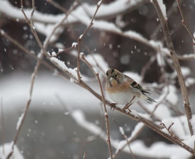 Bergfink/Brambling