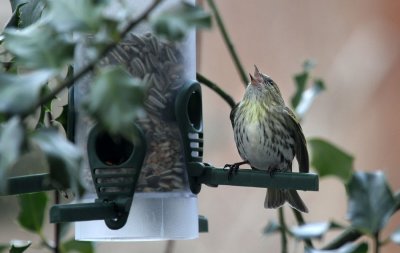 Erlenzeisig / (Eurasian) Siskin