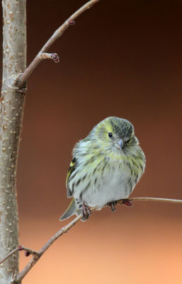 Erlenzeisig / (Eurasian) Siskin