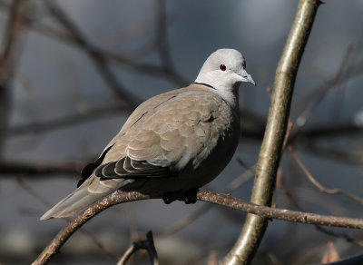 Trkentaube / Eurasian Collared Dove