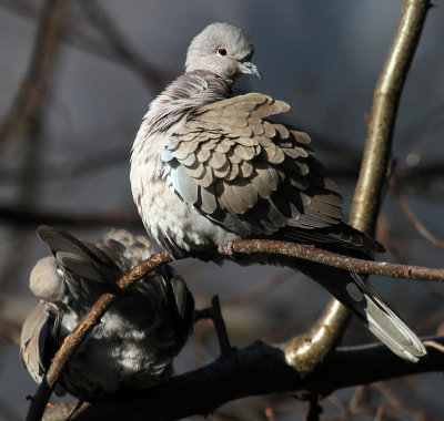 Trkentauben / Eurasian Collared Dove