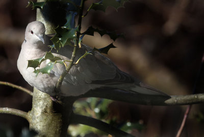 Trkentaube / Eurasian Collared Dove