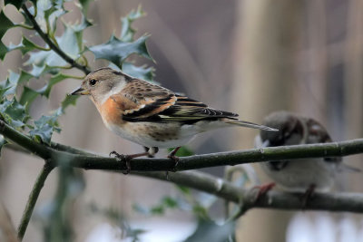 Bergfink/Brambling