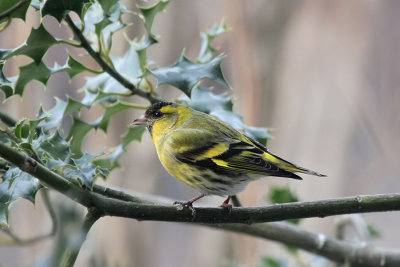 Erlenzeisig / (Eurasian) Siskin