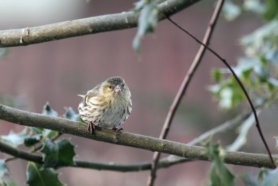 Erlenzeisig / (Eurasian) Siskin