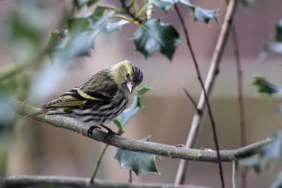 Erlenzeisig / (Eurasian) Siskin