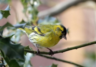 Erlenzeisig / (Eurasian) Siskin